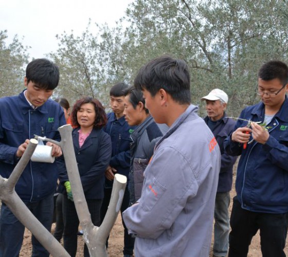 公司從產(chǎn)業(yè)鏈起始端著手，引進(jìn)良種優(yōu)苗，繁育基地苗圃，優(yōu)化樹(shù)種，以?xún)?yōu)質(zhì)的橄欖樹(shù)苗為生產(chǎn)特級(jí)初榨橄欖油提供基礎(chǔ)保障。在以自建萬(wàn)畝國(guó)家標(biāo)準(zhǔn)化油橄欖..